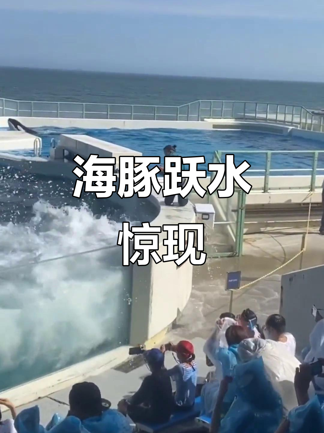 米兰体育app入口-看海豚飞跃，海边的趣味运动体验